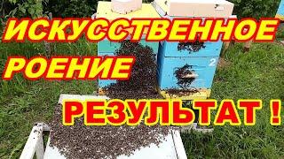 Искусственное РОЕНИЕ пчёл РЕЗУЛЬТАТ спустя неделю ! Как сделать искусственное роение пчёл !