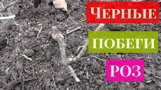 Розы после зимы ! почернели побеги. Не спешите выкапывать. Реанимация. Roses after winter!