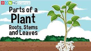 Parts of a Plant – Roots, Stems and Leaves