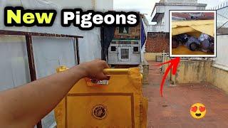 I bought new pigeons | new entry roller pigeon | Pr Pigeons