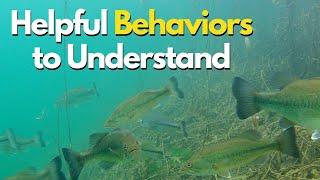 5 Bass Behaviors I Wish I Knew Sooner - Especially for New Bass Anglers