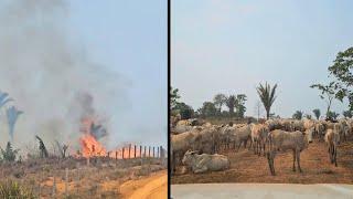 MUITO FOGO! 80 DIAS COM 900 CABEÇA DE GADO FRACO NA ESTRADA.