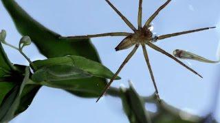 This Terrifying Spider Hunts Fish Underwater