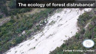 Forest Ecology - The Role of Forest Disturbance | Dr Adam Forbes Ep. 005