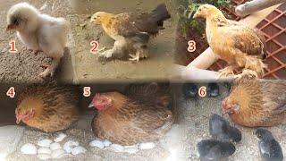 The growth of the chicken and then the hatching of the chicks from the eggs | Pekin Bantam chicken