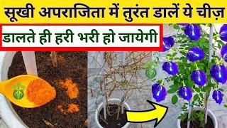 सूखी अपराजिता सैकड़ों फूलों से भर जायेगी.Aparajita plant care.Aparajita flower.Aprajita plant.