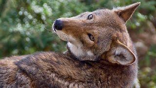 UNTAMED SCIENCE: Red Wolves