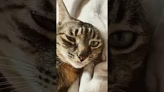 재롱재롱 콩이まめちゃん마메짱