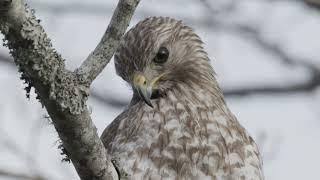 Cooper's hawk Florida taken at 8K RAW Canon EOS R5C (2x crop)