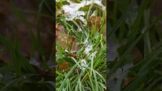 #shorts #shortvideo #short #shortsvideo