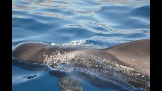 Globicephala melas - Grindwal (oder auch Pilotwal) - Whale Watching vor Teneriffa