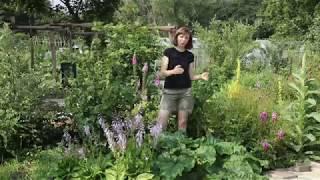 Developing the herb layer of our food forest