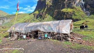 Himalayan Village Life | The Making Process of Ghee in the Himalayan Yak Farm | Dolpa | Nepal|