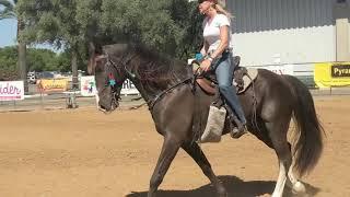 How To Ride A  Tennessee Walking Horse