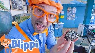 Blippi Learns About Sea Creatures | Life at Sea | Kids Ocean Learning | Toddler Show