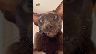 funny Cats | funny Pets |try not to laugh | funny meowz 