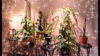 A Tour of My Houseplants! ASMR Soft-Spoken Style