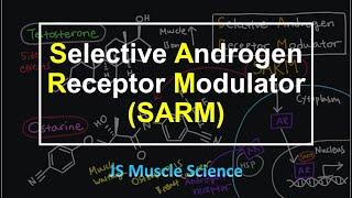 Selective Androgen Receptor Modulator (SARM) - JS Muscle Science