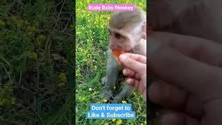 Rude baby monkey #shorts #monkey #funnyanimals