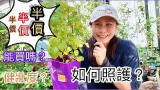 【如何修剪玫瑰養壯植株】我的花園小改造，玫瑰特價品的優缺與照護注意事項！