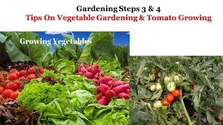 Gardening Step 3 and 4: Tips On  Vegetable Gardening And Tomato Growing