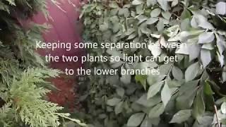 HOW TO: Trim a shrub or bush