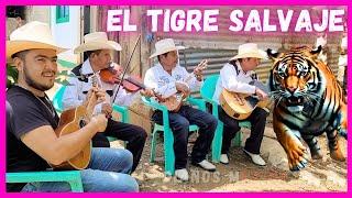 El Tlacuache Tigre Salvaje  Querreque ⭐La Leva y + huapangos Trío real del Sabino + Iván Del Río