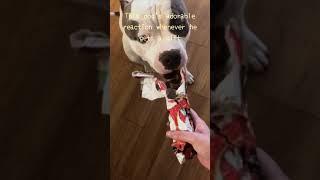 This dog’s adorable reaction whenever he gets a gift