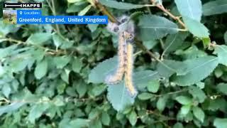 Buff-tail (Phalera bucephala) caterpillars at #PerivaleWood