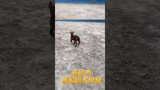 高砂犬訓練基礎教育課程/中部鹿和訓犬學校/鹿和狗狗專屬旅館住宿服務