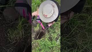 Had to try out the BEAST#metaldetecting #minelab #treasure #history #ww2 #owmo #trending