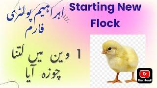 Starting New Chicks flock | New Chicks Arrived | Ibrahim Poultry Farm #new #chicken #news #poultry