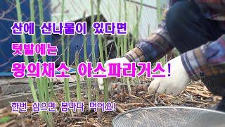 산에 산 나물이 있다면 텃밭에는 왕의채소 아스파라거스가 있습니다 #farming #gardening