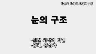 눈의 구조(인간 시각의 비밀-홍채, 중심와)