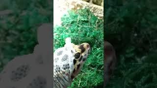 peek a boo ! Leopard gecko shedding his skin 
