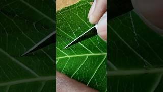 INK  leaf cutting art carving art ink naam #sandeep #shorts #viralvideo #ink #shortvideo #leaf