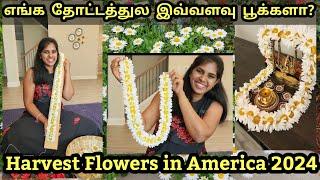 America தோட்டத்துல இவ்வளவு பூக்களா?? | Daisy Flowerல கூட பூ கட்டலாமா? Harvest Flowers from my Garden