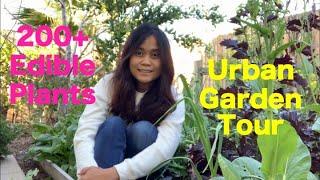 200 + Edible Vegetables and Fruits in a Small Urban Garden | Los Angeles Garden Tour & Harvest