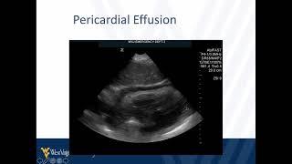 M4 Surgical Skills 2021 POCUS in Trauma, The FAST Exam