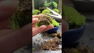  Moss Micro Landscape bonsai art works welcome to subscribe #shorts  #flower #garden #gardener