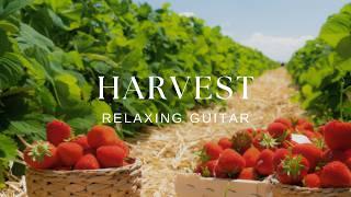 Peaceful Relaxing Guitar Music | Work Study Focus | Harvest Scenes