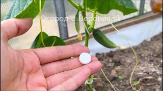 СРОЧНО внесите под томаты, перцы, огурцы, завалят урожаем и ничем не будут болеть!