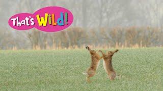 Hares Boxing | That's Wild