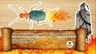 Dangerous Insects ep6 ด้วงดินฝุ่นระเบิดเจ๋งยังไง?