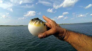 1,000,000 BLOWFISH (PUFFER FISH) - PIER FISHING for PUFFERS with KINGFISH FLUKE & SEA BASS