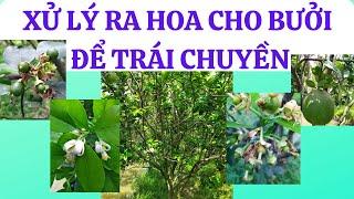 Xử lý ra hoa bưởi da xanh | Kỹ thuật làm trái cho cây để trái chuyền | Vườn 7 năm tuổi