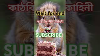কাঠবিড়ালীর কাহিনী// বাংলা কার্টুন// #কাঠবিড়ালী #kathbirhali #squirrel