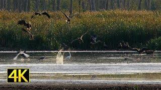 Seltenes Naturschauspiel: Über 200 Seeadler in der Flusslandschaft Peenetal (4K)