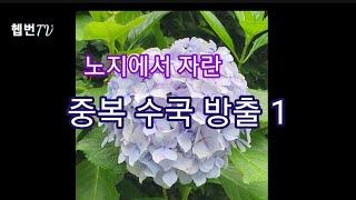  Event  노지에서 자란 수국 방출 1  수국 밭에 중복된 수국들이 많아 다른 품종으로 교체!