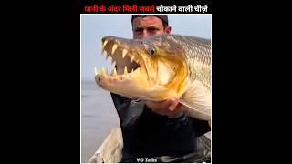 Dangerous Things Found Under The Water #shorts #animals